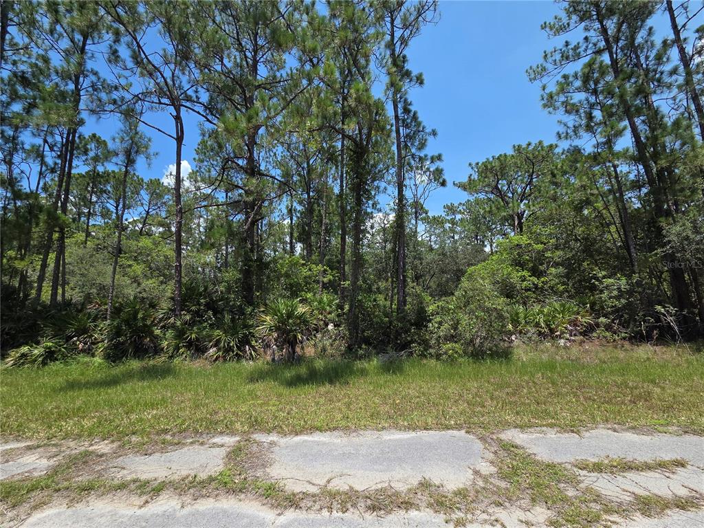 A grassy lot with pine trees and dense vegetation borders a paved road — 0 ALLAMANDA DR, INDIAN LAKE ESTATES, FL