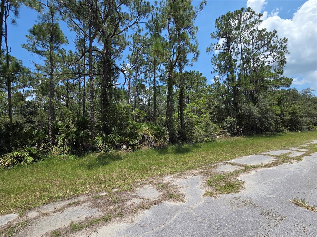 A paved road runs alongside a wooded lot with tall pine trees and palmetto bushes — 0 ALLAMANDA DR, INDIAN LAKE ESTATES, FL