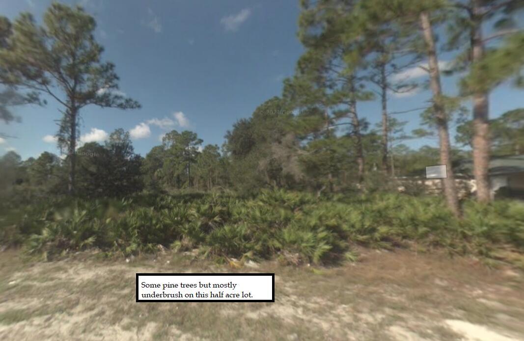 A vacant half-acre lot features scattered pine trees and dense low-lying underbrush — 2309 Johns Avenue, FL 33920, FL
