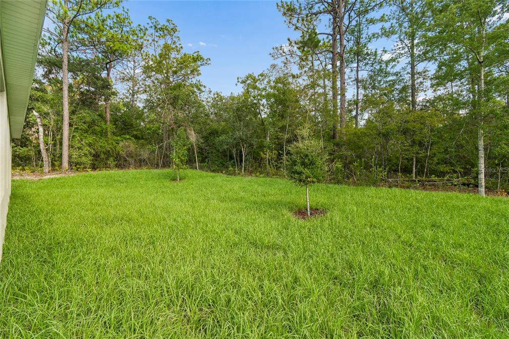 A grassy backyard area bordered by a dense forest of tall pine and deciduous trees — 1591 DOLORES, DUNNELLON, FL