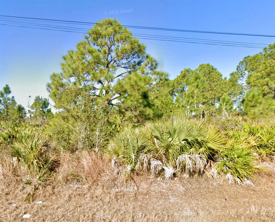 A view of a wooded lot with pine trees and palmetto bushes under a blue sky — 1019 WAGNER AVENUE, LEHIGH ACRES, FL