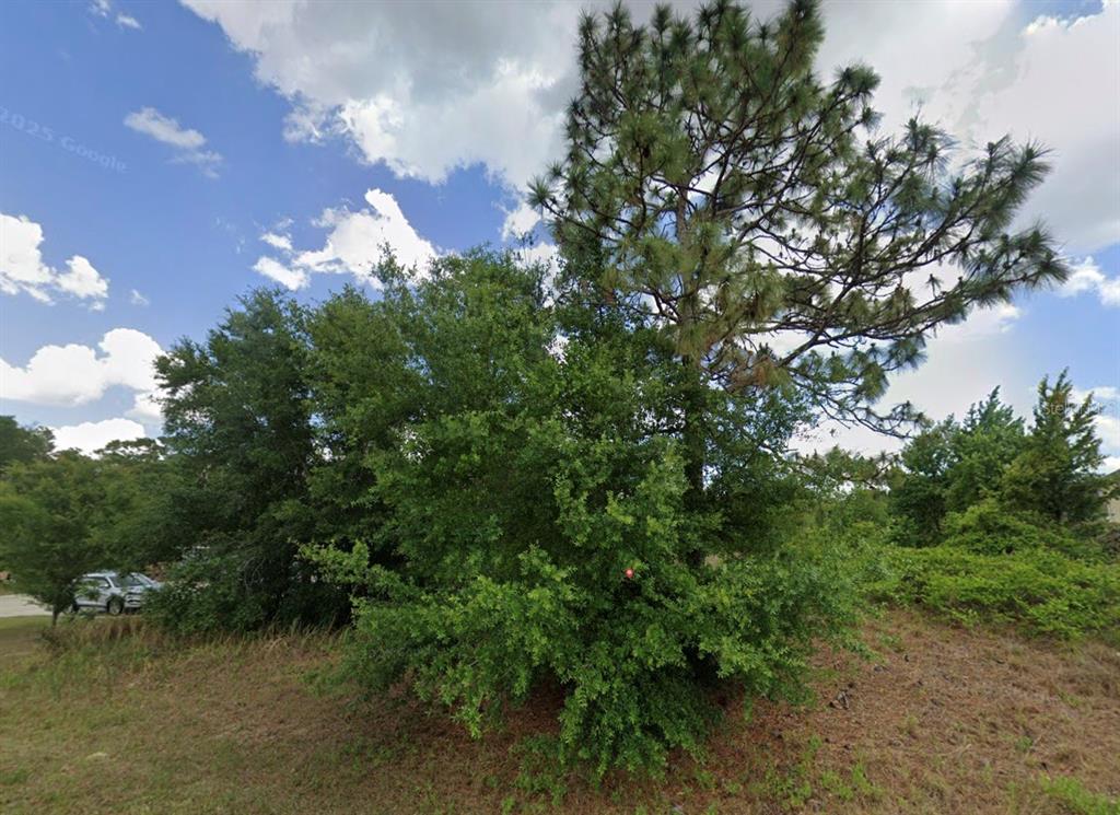 A large pine tree stands behind a dense green shrub on a grassy lot — JUNIPER PASS, OCALA, FL