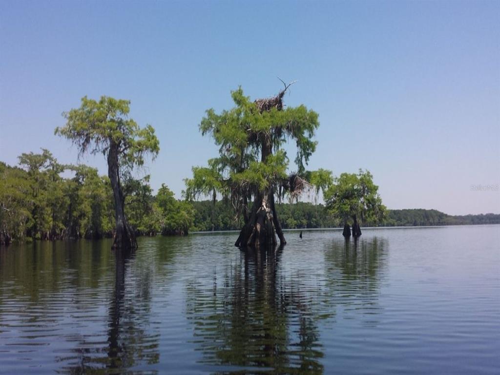 ROYAL TRAILS ROAD, EUSTIS, FL — photo 3 of 8