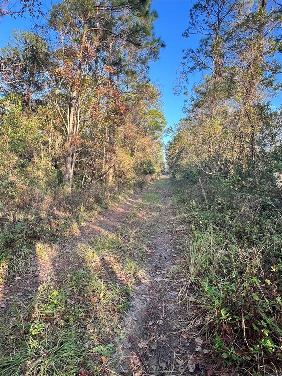 A dirt path leads through a wooded area with tall pine trees and dense brush — UNIVERSITY HIGHLANDS/ DELAND CROSSINGS, DELAND, FL