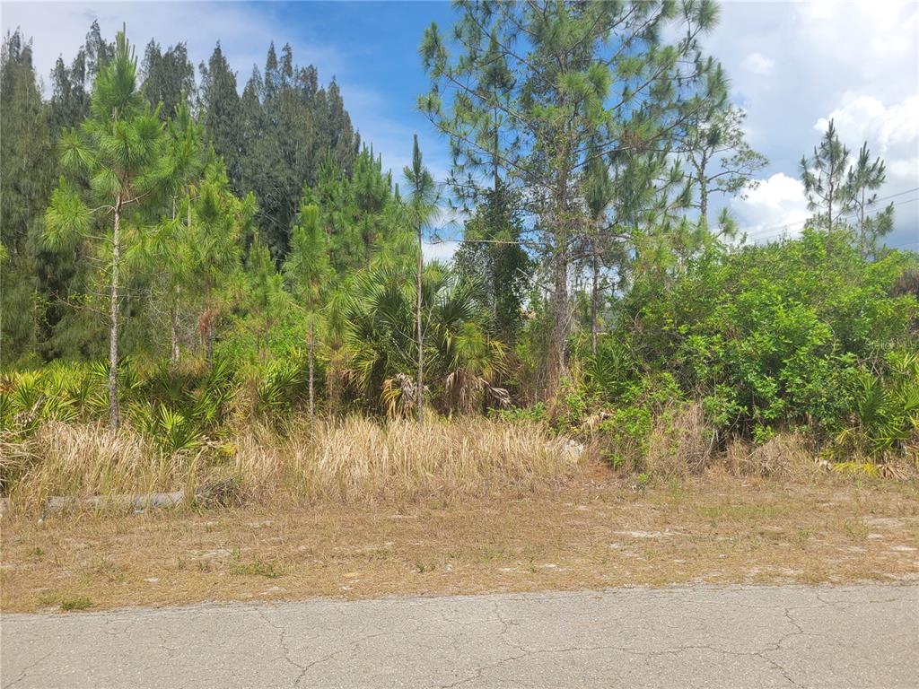 A vacant, wooded lot with tall pine trees and dense undergrowth borders a paved road — 2601 E 10TH STREET, LEHIGH ACRES, FL
