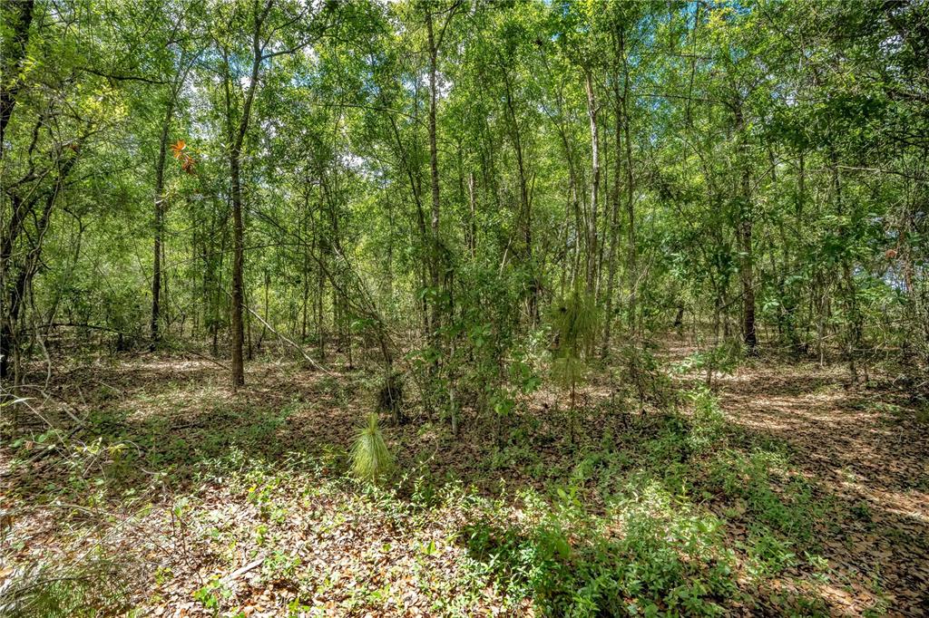 A dense, wooded forest area with many trees and a ground covered in fallen leaves — 1903 SPRUCE CREEK CIRCLE, PORT ORANGE, FL