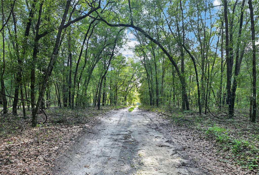 A dirt path leads through a dense forest of tall, leafy trees — 9813 NW STATE ROAD 45, HIGH SPRINGS, FL