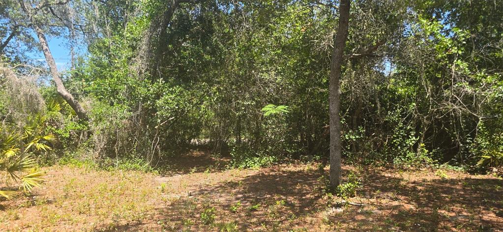 A wooded, undeveloped lot with scattered trees and low-lying vegetation under a clear blue sky — NE 236TH COURT, FORT MC COY, FL
