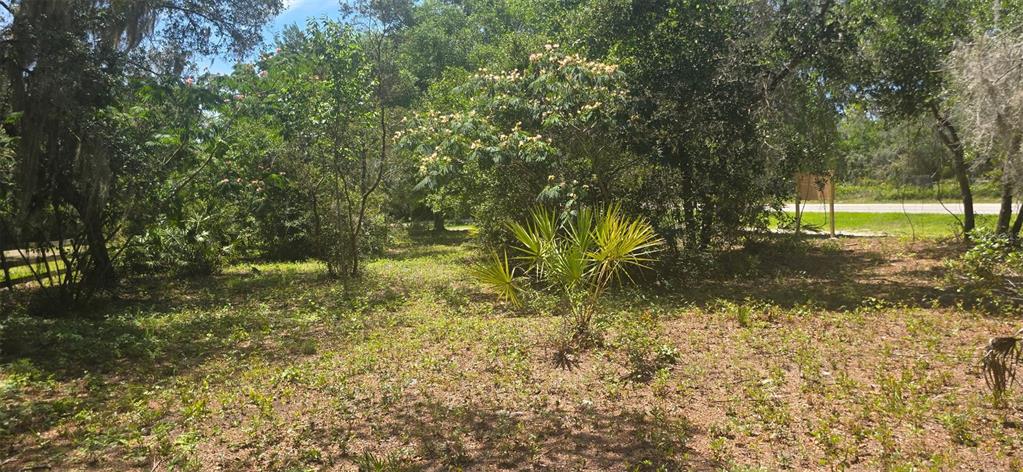 A wooded lot with a small palm tree and a road visible in the background — NE 236TH COURT, FORT MC COY, FL