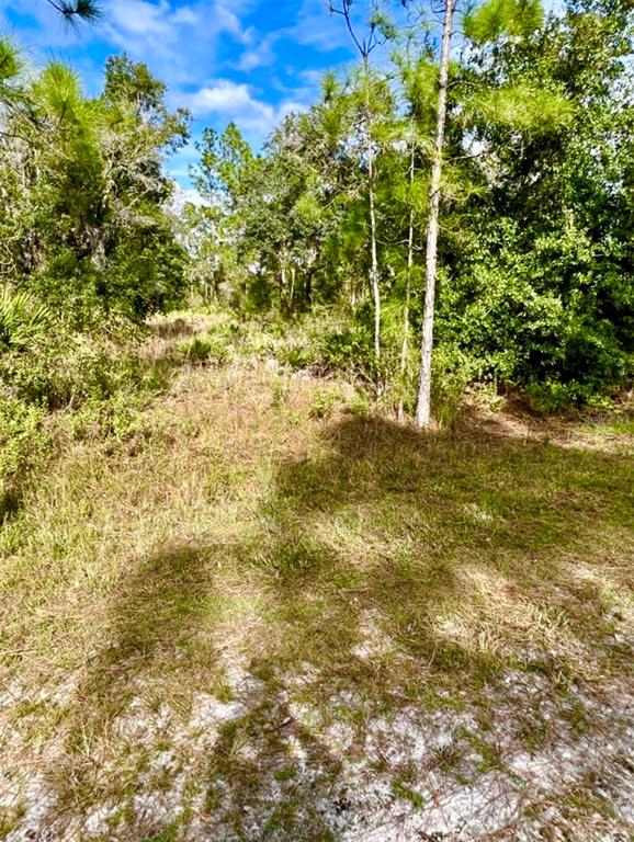 A view of a sandy, grass-covered lot surrounded by pine trees and dense vegetation — OLEANDER DRIVE, INDIAN LAKE ESTATES, FL