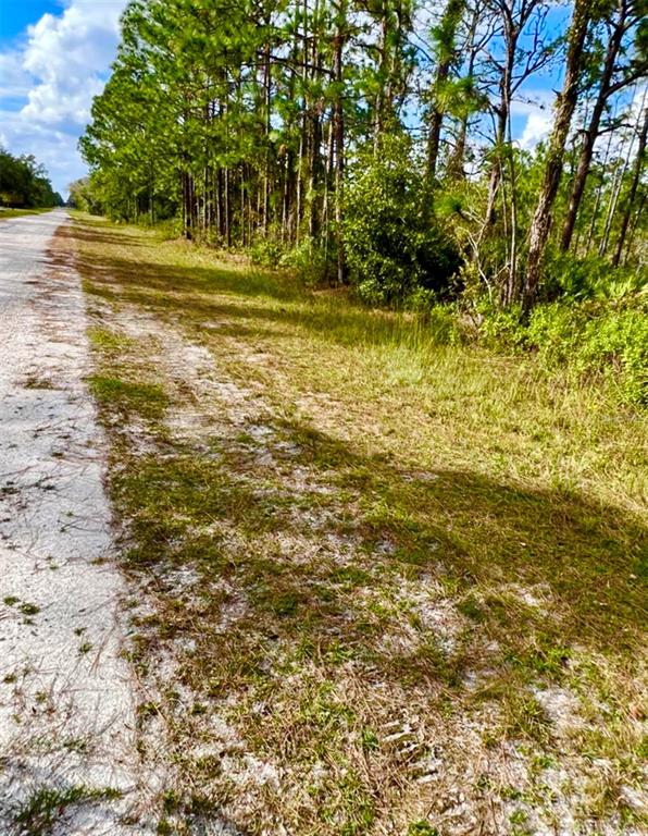 A dirt road runs alongside a grassy area bordered by a line of tall trees — OLEANDER DRIVE, INDIAN LAKE ESTATES, FL