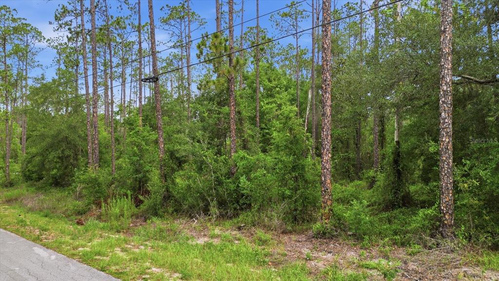 A wooded, undeveloped lot with tall pine trees sits adjacent to a paved road — 0000 SW NAUTILUS BOULEVARD, DUNNELLON, FL