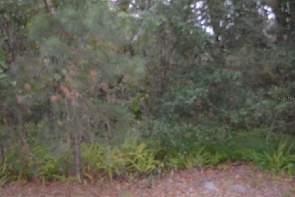 A view of a densely wooded lot with green foliage and pine trees — 0 LINCOLN STREET, SANFORD, FL