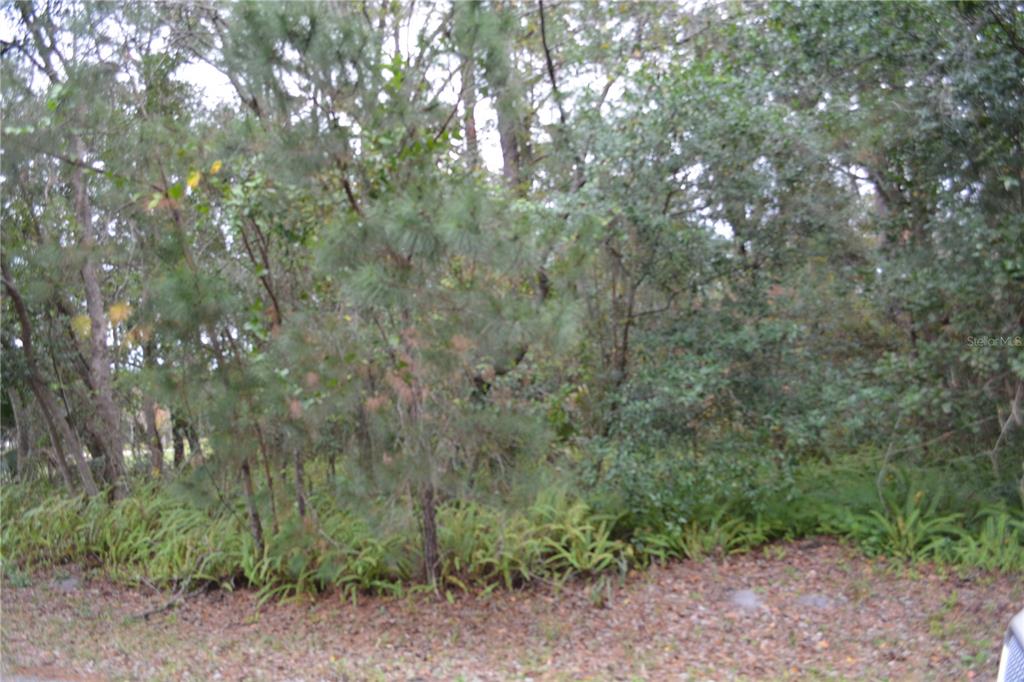 A wooded lot features dense trees, shrubs, and ground-level ferns — 0 LINCOLN STREET, SANFORD, FL