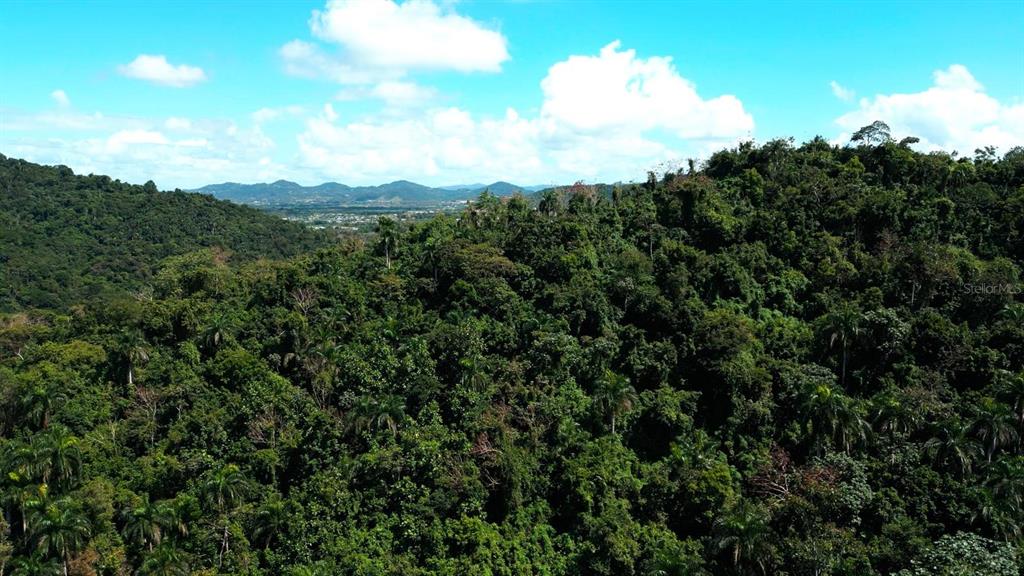 An aerial view shows a dense, lush green tropical forest with distant mountains under a sky — 175 BO SAN ANTONIO, CAGUAS, PR