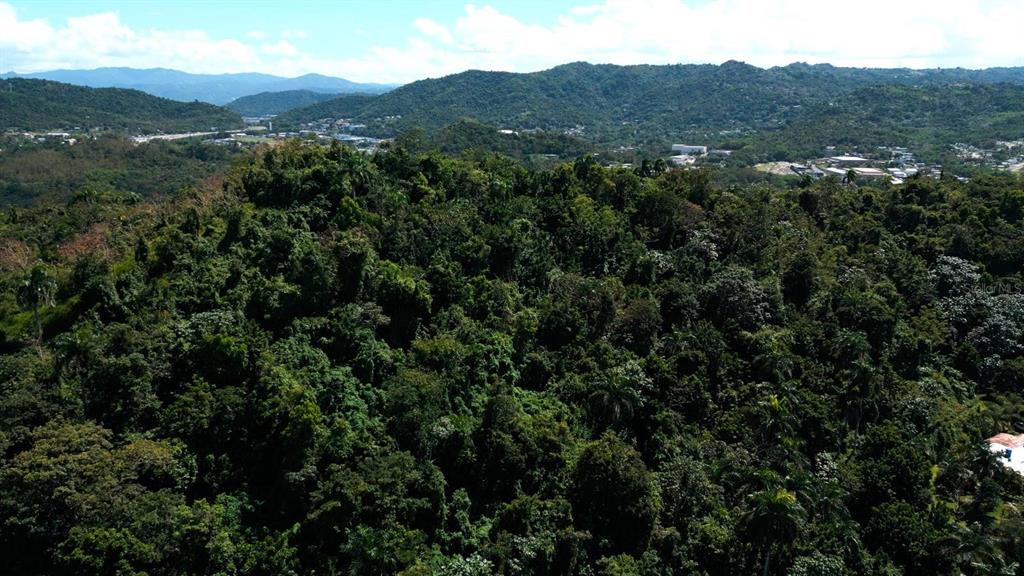 An aerial view shows a dense, lush green forest covering rolling hills under a blue sky — 175 BO SAN ANTONIO, CAGUAS, PR