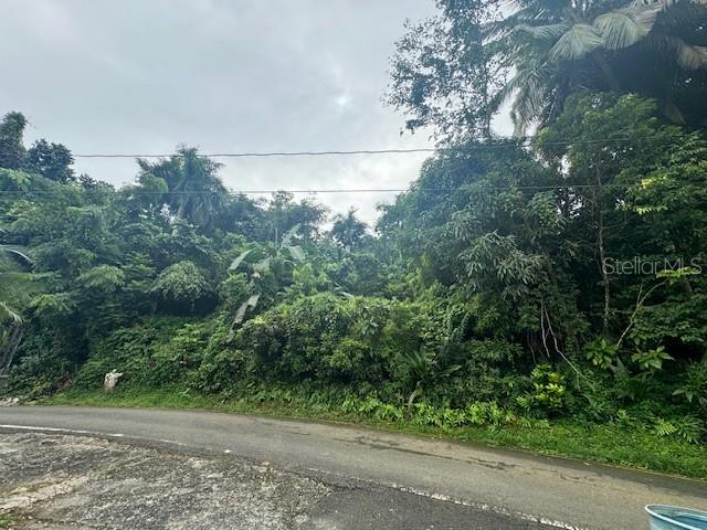 A paved road runs in front of a densely wooded, sloped lot — 175 BO SAN ANTONIO, CAGUAS, PR