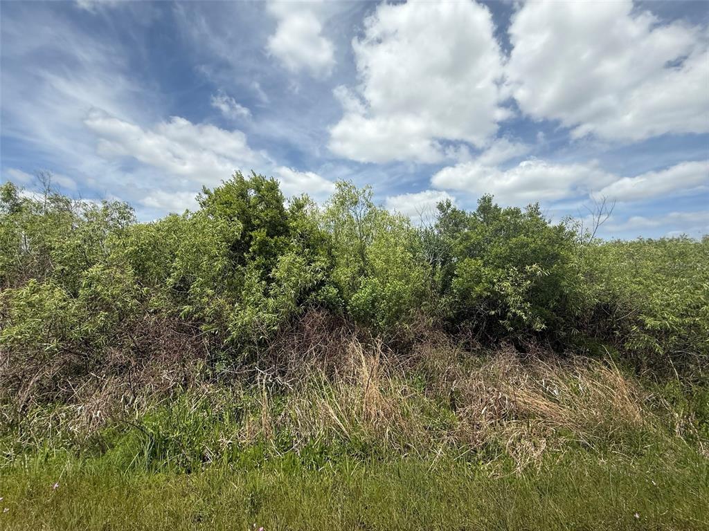 A dense thicket of green trees and shrubs grows behind a patch of tall grass — 15837 NW 282ND STREET, OKEECHOBEE, FL