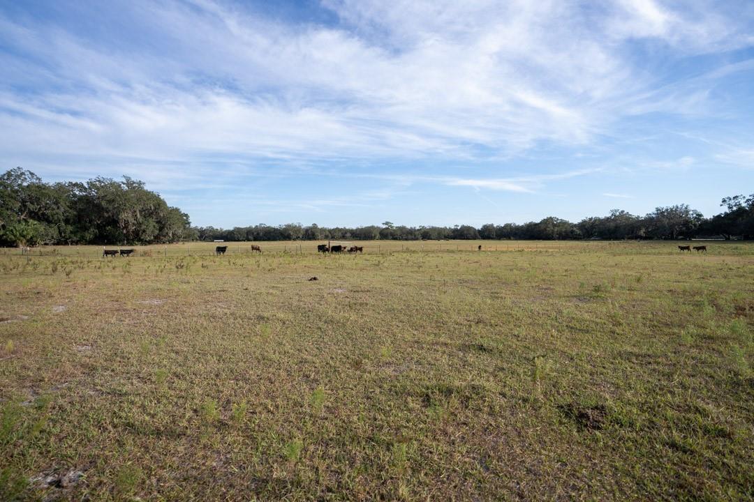 A wide, grassy pasture features a herd of cattle grazing under a blue, cloudy sky — 0 Lake Hatcheneha, FL 33844, FL