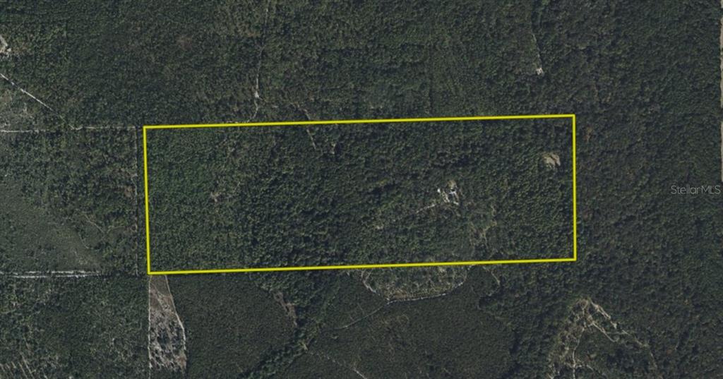 An aerial view shows a rectangular plot of land outlined in yellow within a forest — 375 BUCK SPRINGS ROAD, PALATKA, FL