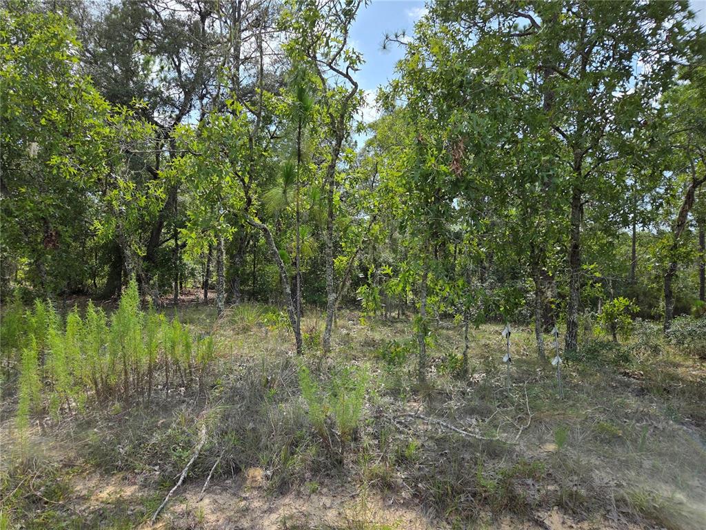 A wooded lot with sandy ground, tall grasses, and various trees under a blue sky — 0000 NE 150TH AVENUE, WILLISTON, FL