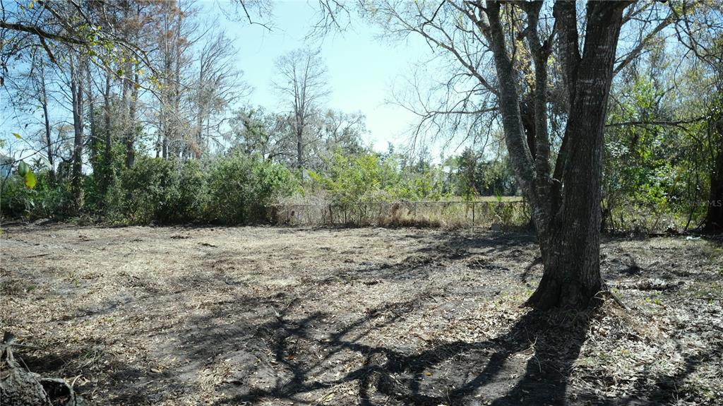 A cleared, dirt-covered lot features a large tree in the foreground and surrounding woods — 00 N LOCKWOOD RIDGE ROAD, SARASOTA, FL