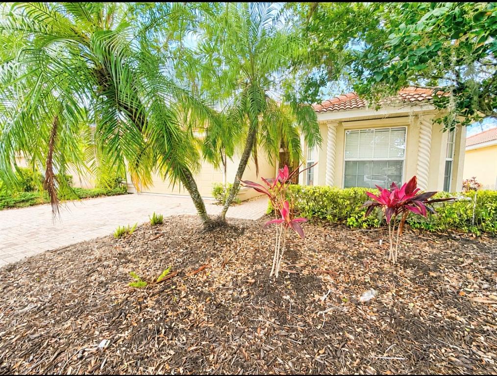 A palm tree and red-leafed plants sit in a mulched garden bed before a house — 204 RIVER ENCLAVE COURT, BRADENTON, FL