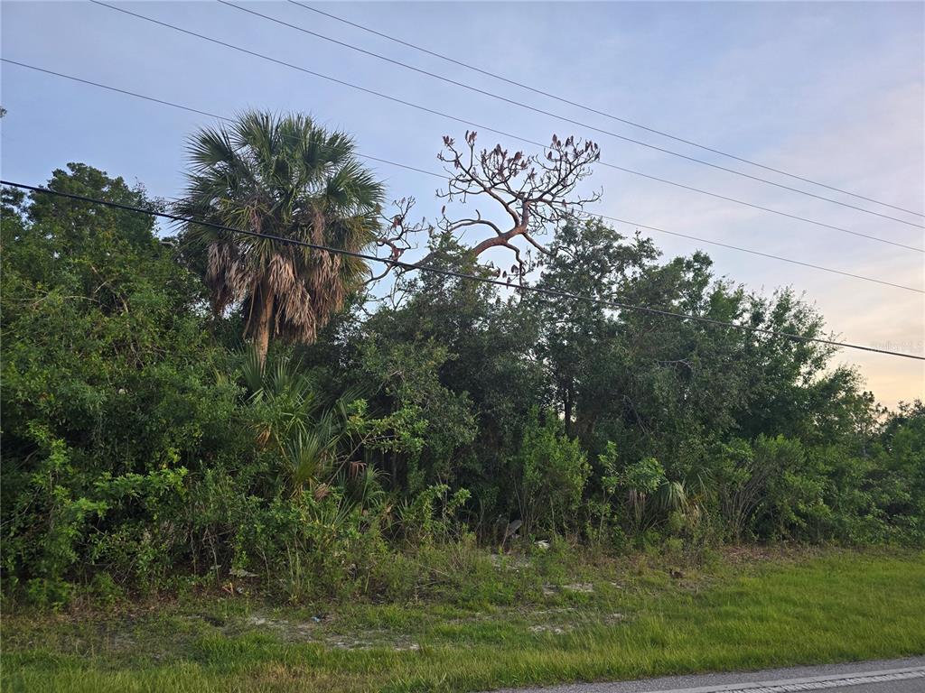 A dense patch of trees and a palm tree stand behind a grassy roadside area — 6721 RIVERSIDE DRIVE, PUNTA GORDA, FL