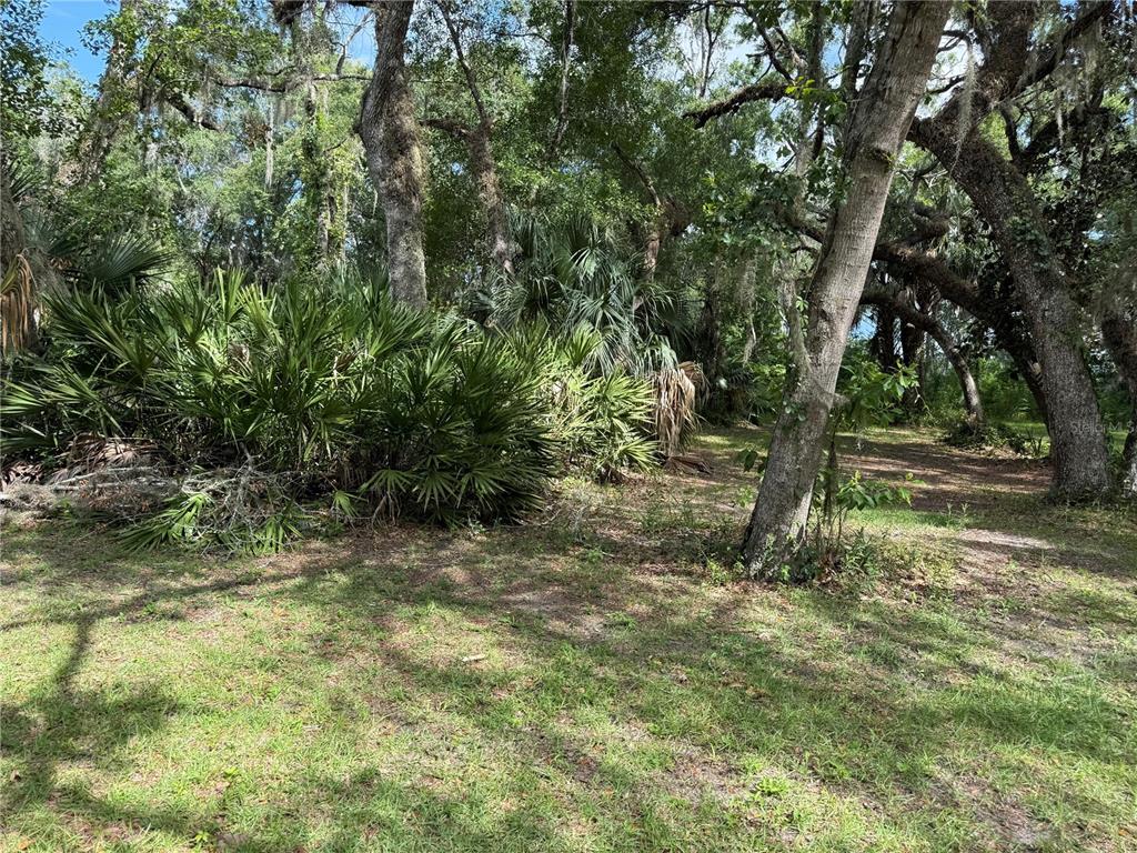 A wooded lot features a grassy clearing surrounded by mature trees and dense palmetto bushes — 5217 E PARSONS POINT ROAD, HERNANDO, FL