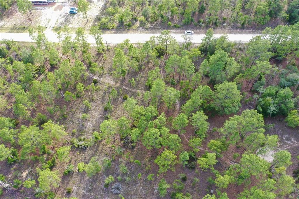 An aerial view shows a wooded lot with scattered pine trees and a dirt road — 0000 NE 131 LOT 8 TERRACE, WILLISTON, FL
