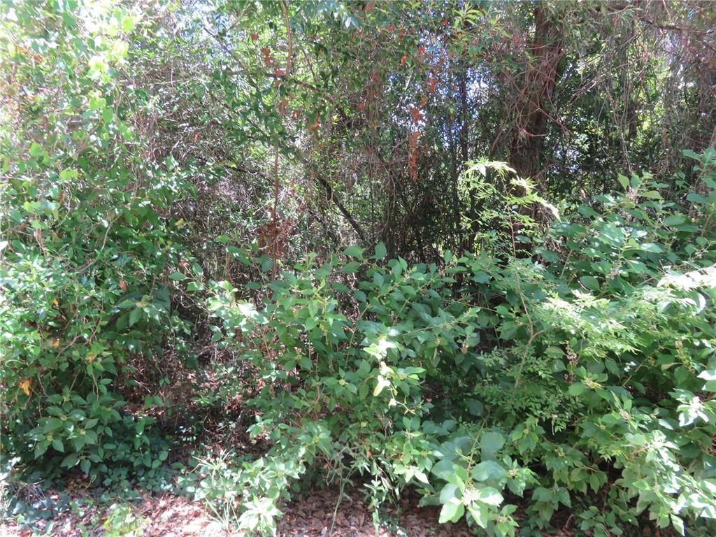 A dense thicket of trees and shrubs fills the frame in this outdoor view — 00 SE 142 PLACE, SUMMERFIELD, FL
