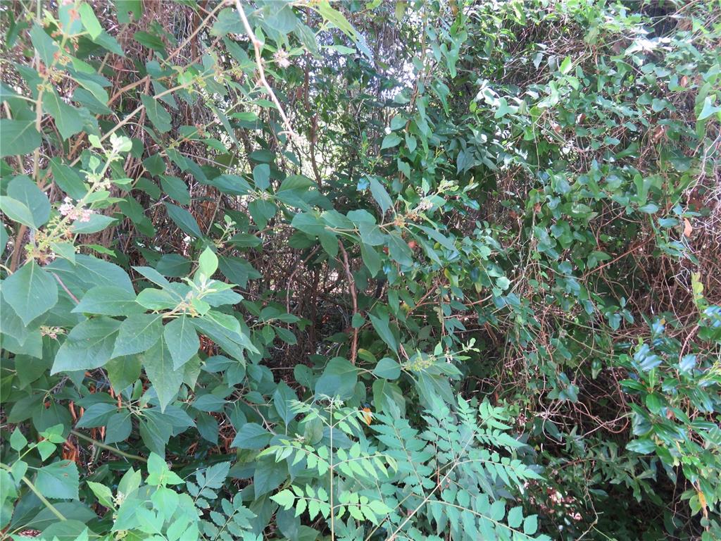 A dense thicket of green foliage and tangled vines fills the outdoor space — 00 SE 142 PLACE, SUMMERFIELD, FL