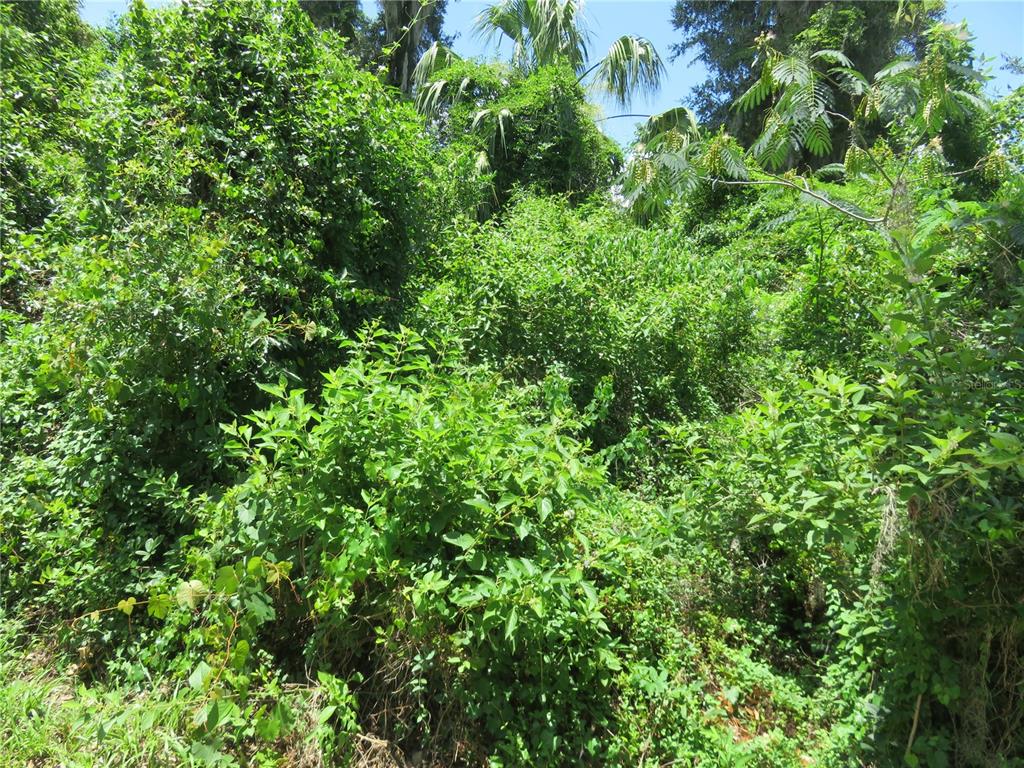 A dense, overgrown area of trees, shrubs, and vines fills the frame — 00 SE 142 PLACE, SUMMERFIELD, FL