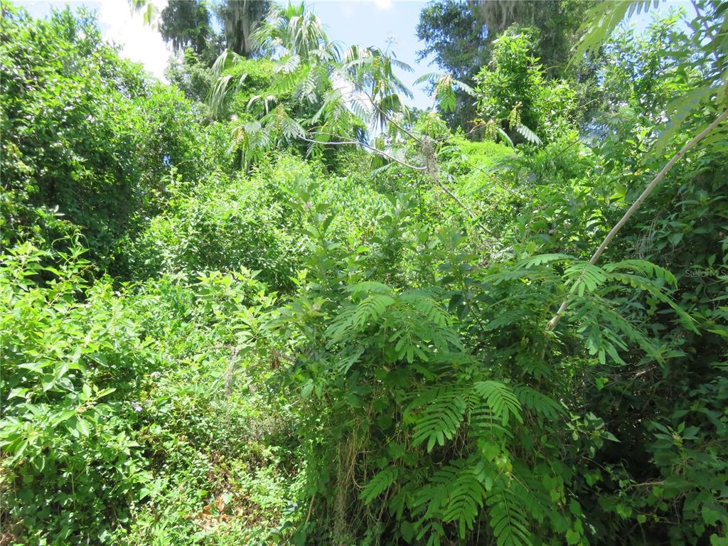 A dense thicket of green trees and shrubs fills the frame in a wooded area — 00 SE 142 PLACE, SUMMERFIELD, FL