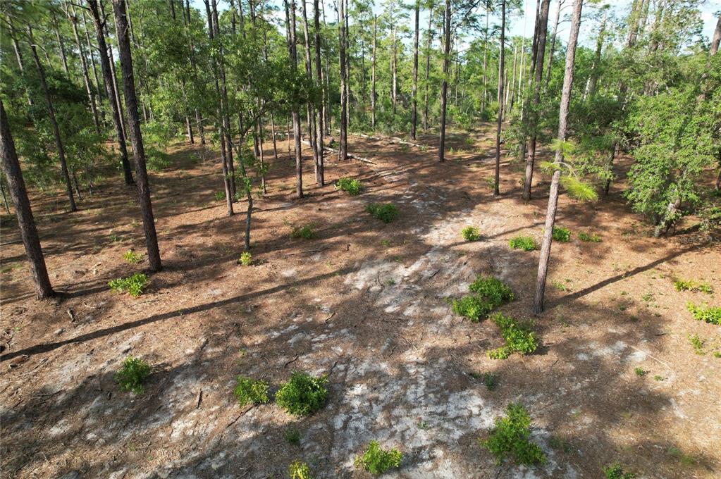 An aerial view of a wooded lot with sandy soil and scattered small green shrubs — 148TH COURT, MORRISTON, FL