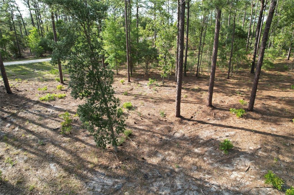 An elevated view of a wooded, sandy lot with scattered pine trees and vegetation — 148TH COURT, MORRISTON, FL