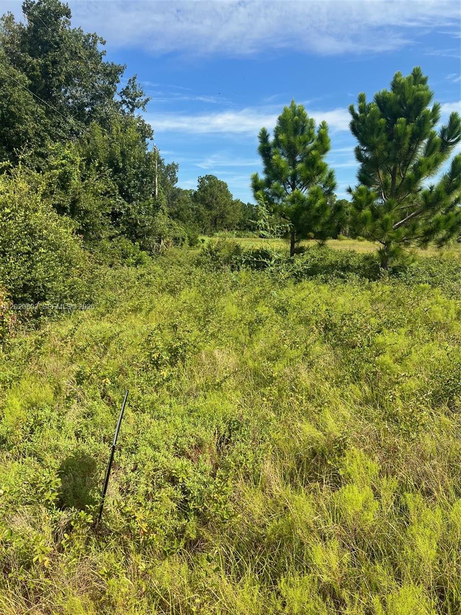 A view of a grassy, overgrown lot with scattered pine trees under a blue sky — Huntington Shortcut Rd, Cresent City FL 32112, CRESENT CITY, FL