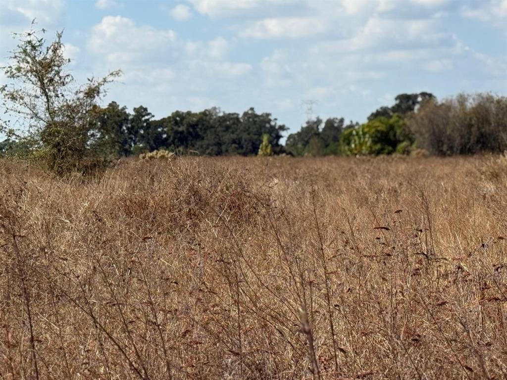 A wide, grassy field with dry vegetation under a blue sky with scattered clouds — 12828 FORT KING HIGHWAY, THONOTOSASSA, FL