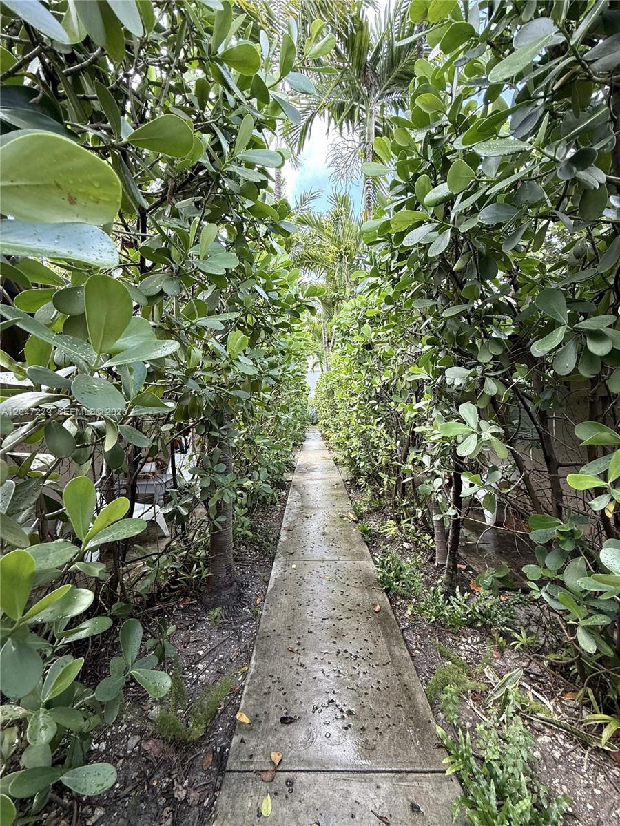 A narrow concrete walkway is flanked by dense green hedges and palm trees — 118 NW 24th St, Miami FL 33127, MIAMI, FL