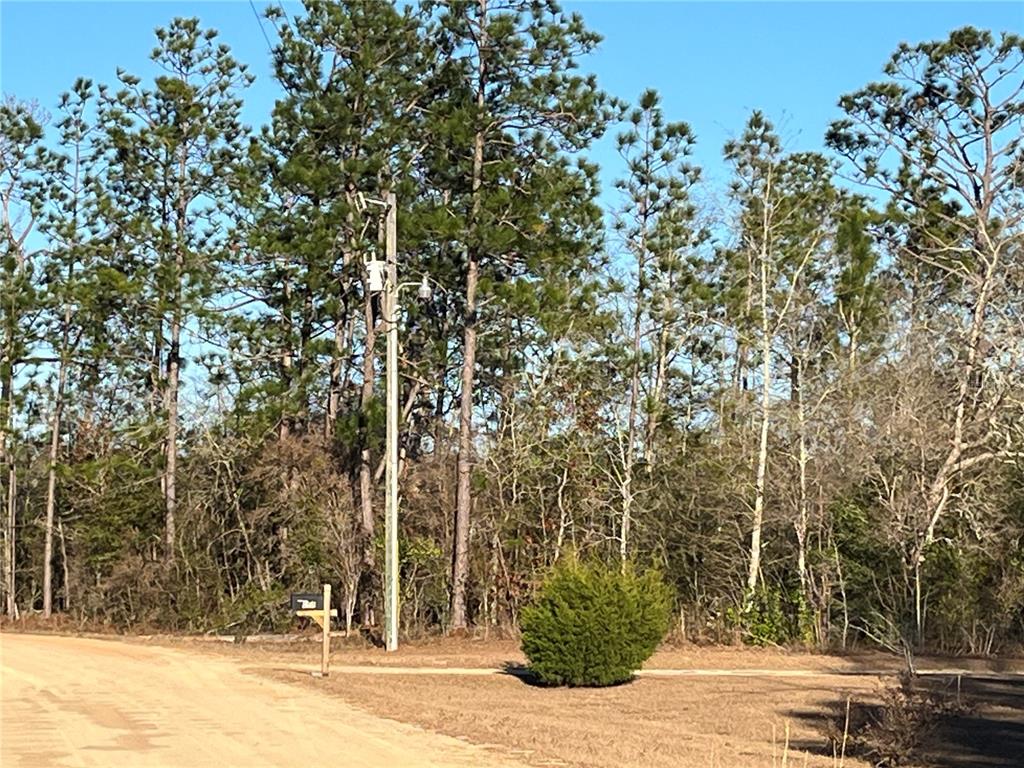 A dirt road leads to a utility pole and a small bush in front of trees — GOREVILLE AVENUE, ALFORD, FL