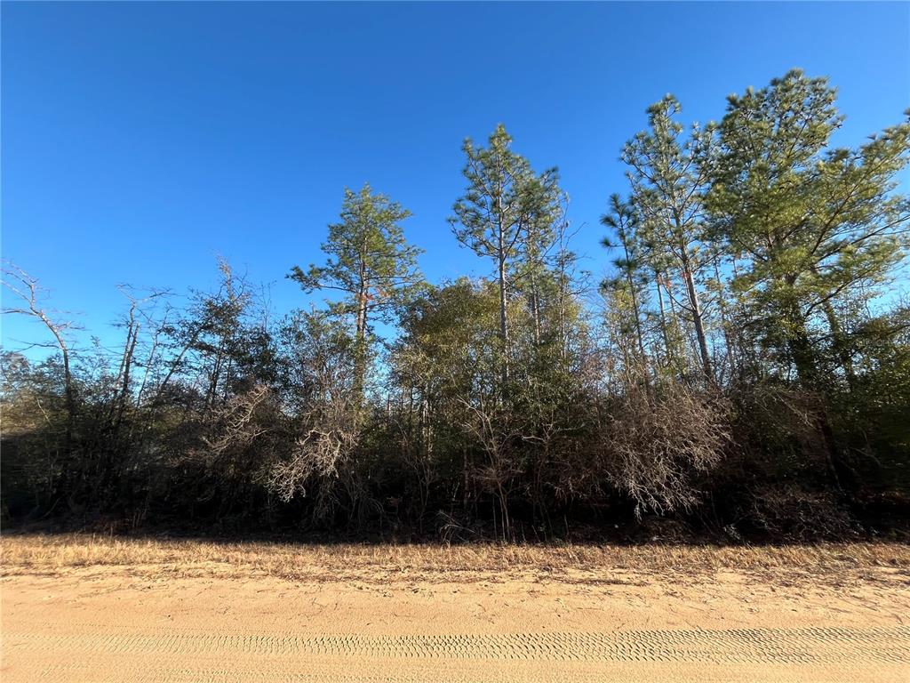 A dirt road runs in front of a dense line of tall pine trees — GOREVILLE AVENUE, ALFORD, FL