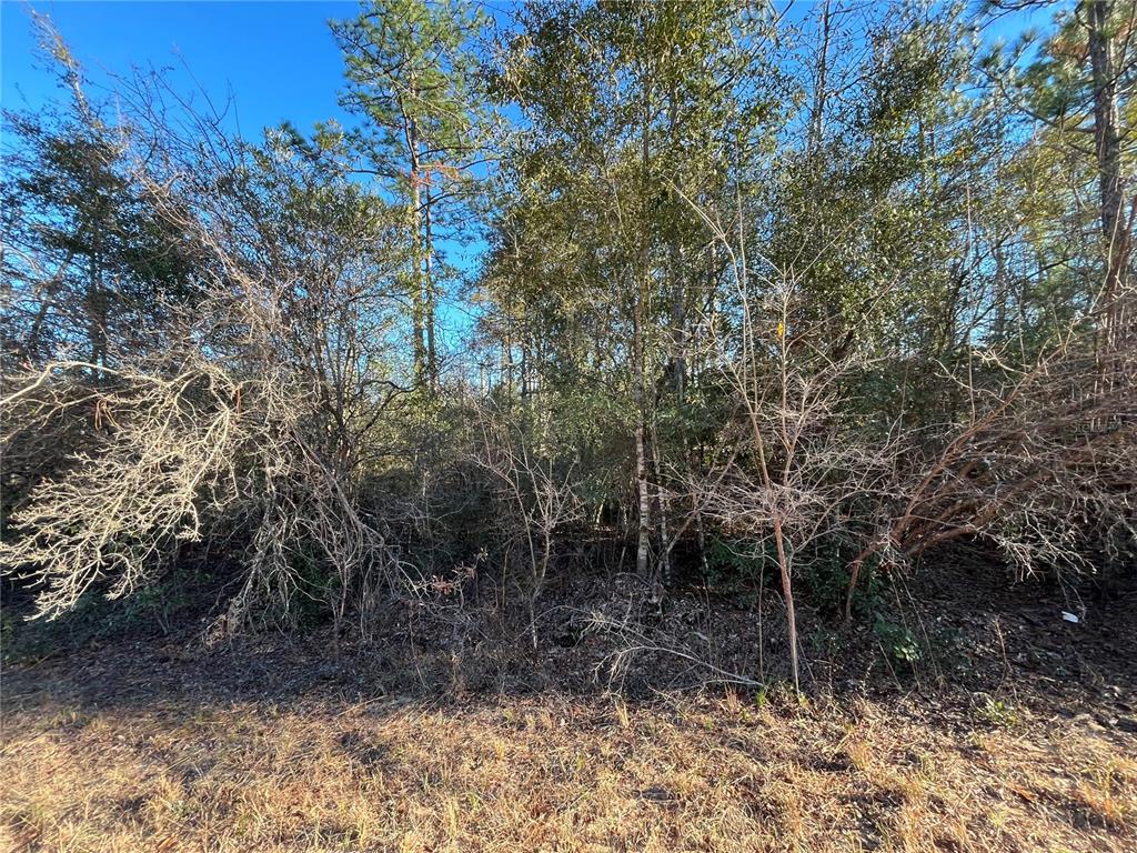 A view of a densely wooded, undeveloped lot with dry grass in the foreground — GOREVILLE AVENUE, ALFORD, FL
