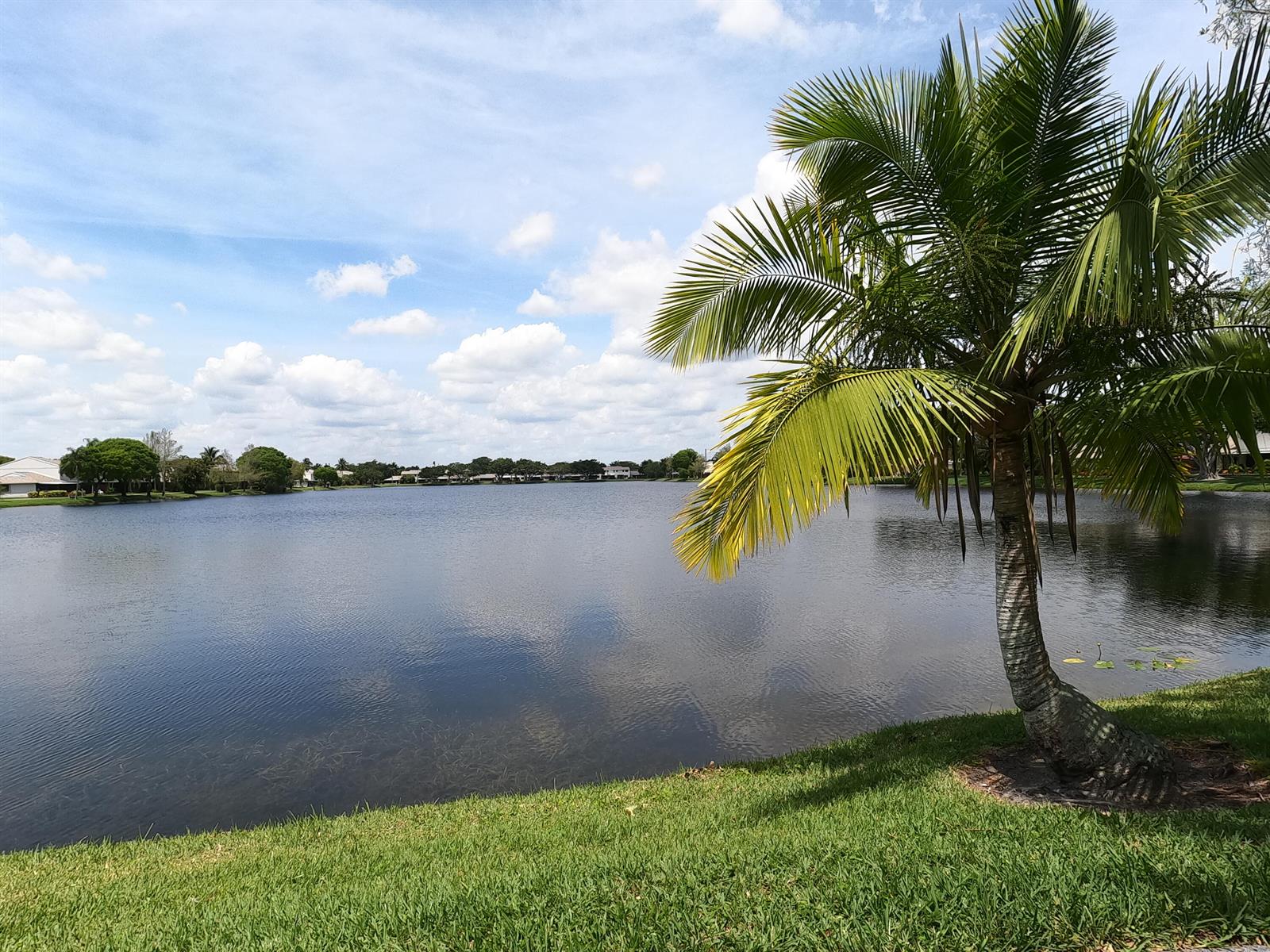 A palm tree stands on a grassy bank overlooking a calm lake under a cloudy sky — 16363 Water Way, Delray Beach FL 33484, DELRAY BEACH, FL