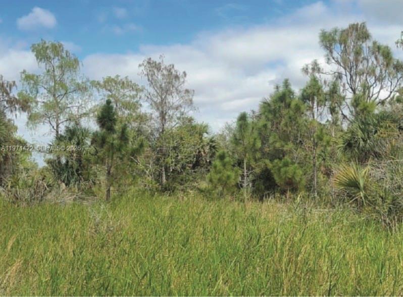 A grassy, undeveloped plot of land features scattered pine trees and dense vegetation under clouds — 3843 29th Ave, Naples FL 34120, NAPLES, FL
