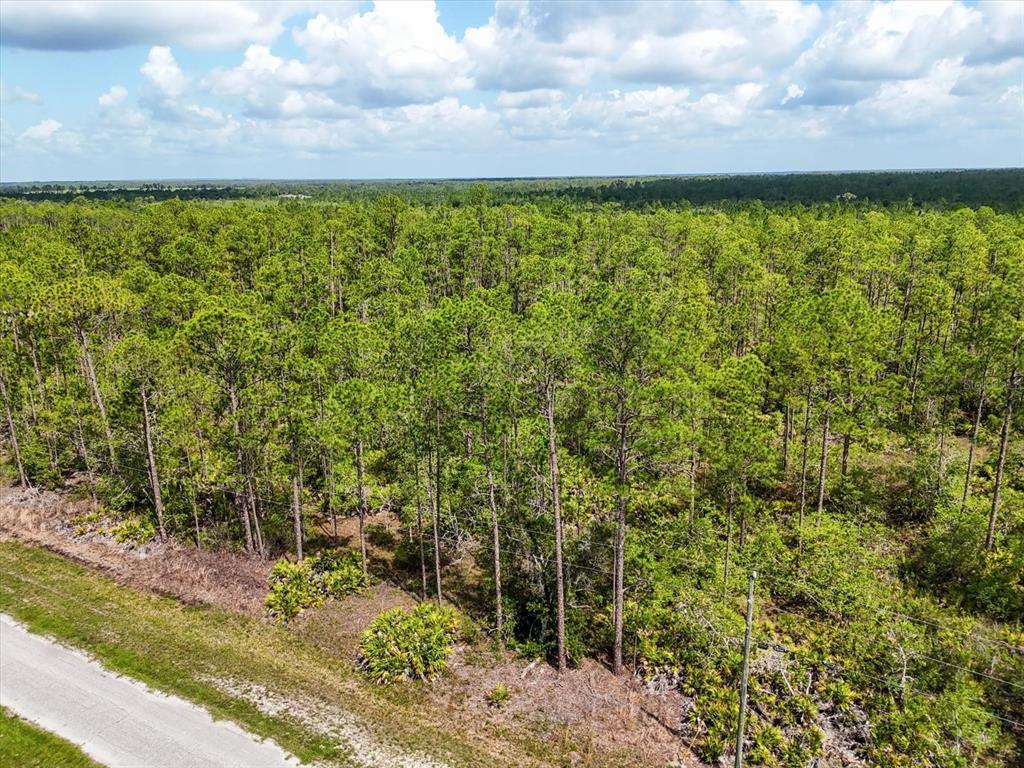 An aerial view shows a dirt road bordering a dense forest of pine trees — LOT 62 MEADOW LARK BOULEVARD, LAKE WALES, FL