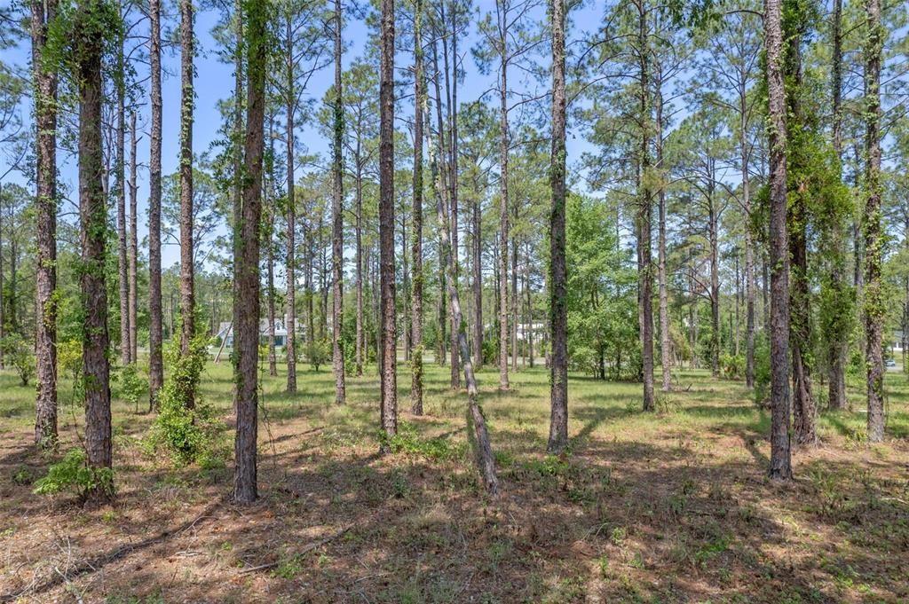 35408 PINEGATE TRAIL, EUSTIS, FL — photo 4 of 16