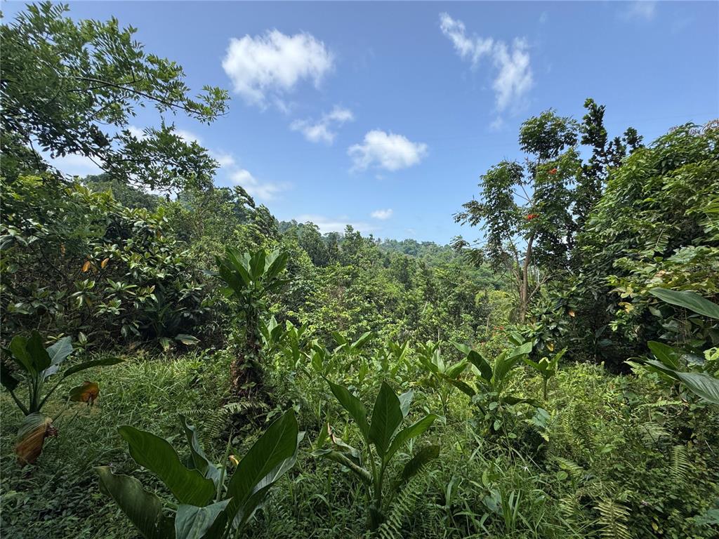 A view of a lush, green hillside covered in dense tropical vegetation under a blue sky — CARR 902 KM 10.1, YABUCOA, PR