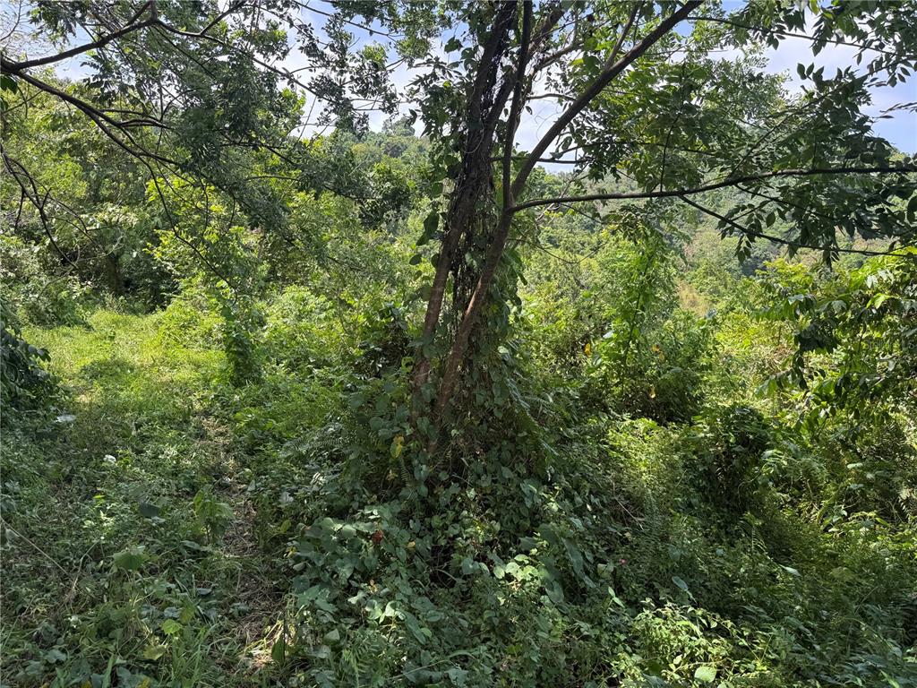 A view of a densely wooded, overgrown hillside with a prominent tree in the foreground — CARR 902 KM 10.1, YABUCOA, PR