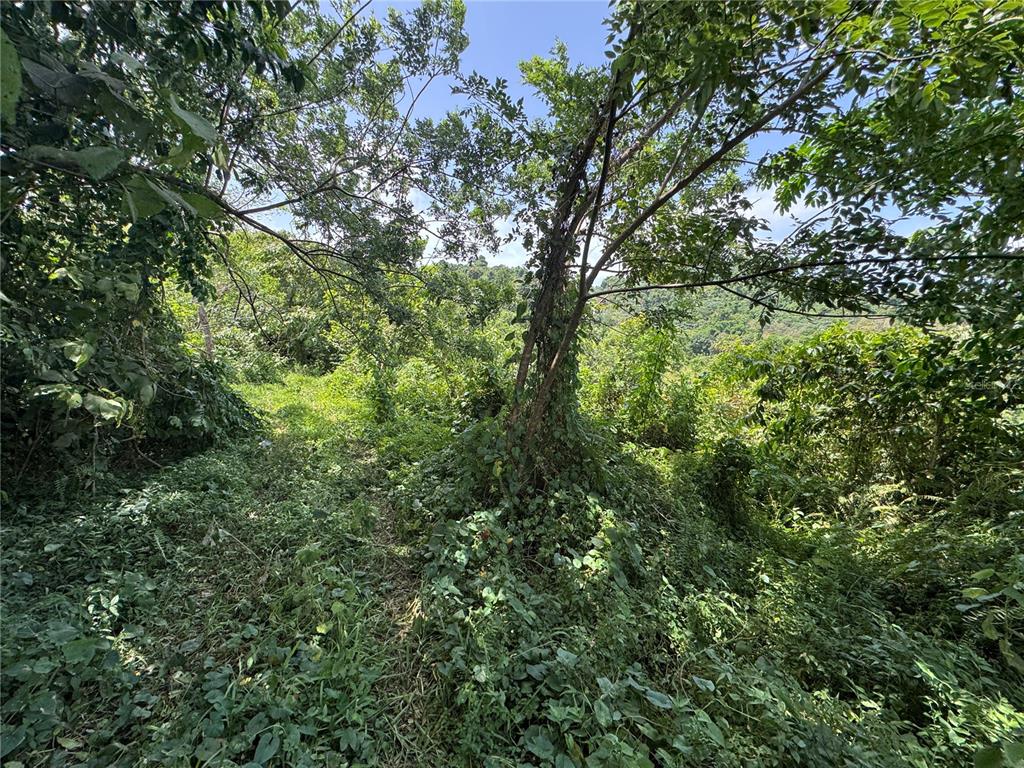 A view of a densely overgrown, sloped outdoor area with trees and thick vegetation — CARR 902 KM 10.1, YABUCOA, PR