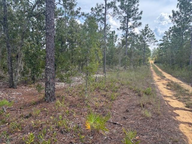 A dirt road runs alongside a wooded area with pine trees and low-lying vegetation — 0 Gray Street, FL 32148, FL
